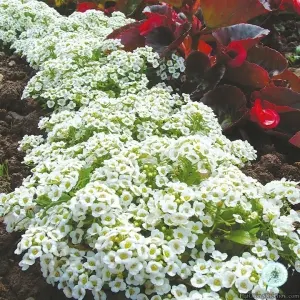 Hạt Giống Hoa Ngàn Sao - Thảm Tuyết (Lobularia maritima)