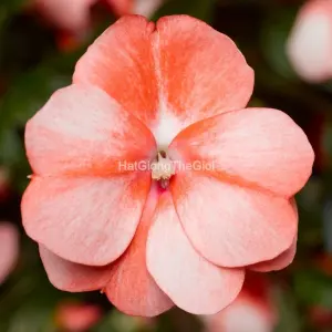 Hạt Giống Hoa Ngọc Thảo FLORIFIC SweetOrange