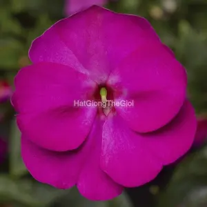 Hạt Giống Hoa Ngọc Thảo FLORIFIC Violet
