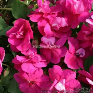 Hạt Giống Hoa Ngọc Thảo Kép F1 Bright Purple