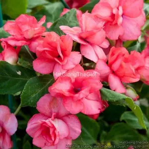 Hạt Giống Hoa Ngọc Thảo Kép F1 Coral