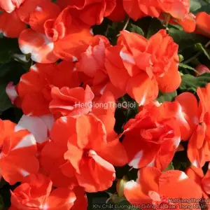 Hạt Giống Hoa Ngọc Thảo Kép F1 Orange Flash