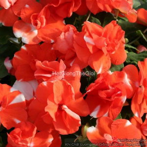 hat giong hoa ngoc thao kep f1 orange flash