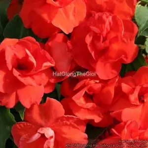 Hạt Giống Hoa Ngọc Thảo Kép F1 Orange