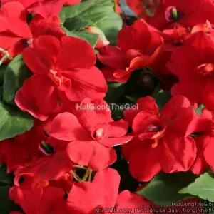 Hạt Giống Hoa Ngọc Thảo Kép F1 Red