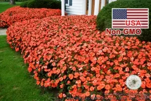 Hạt Giống Hoa Ngọc Thảo Mai Địa Thảo Cam (Impatiens)