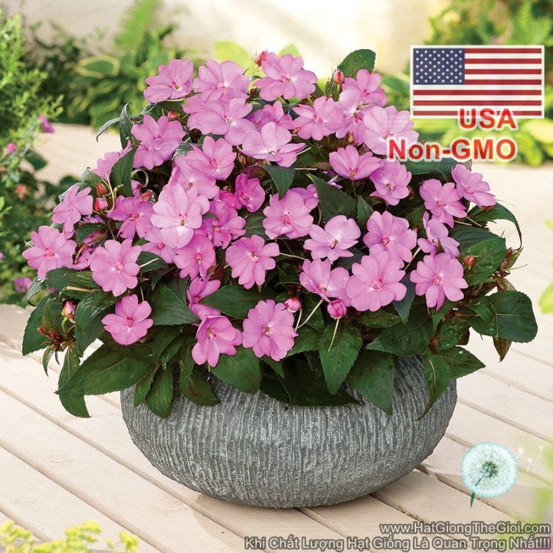 hat giong hoa ngoc thao mai dia thao hong  impatiens