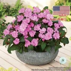 Hạt Giống Hoa Ngọc Thảo Mai Địa Thảo Hồng (Impatiens)