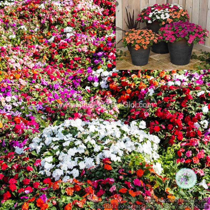 hat giong hoa ngoc thao mai dia thao mix mau  impatiens