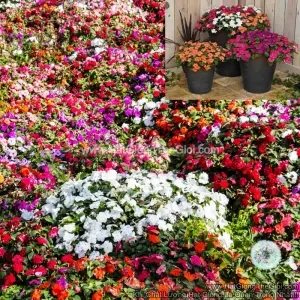 Hạt Giống Hoa Ngọc Thảo Mai Địa Thảo Mix Màu (Impatiens)