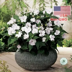 Hạt Giống Hoa Ngọc Thảo Mai Địa Thảo Trắng (Impatiens)