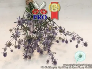 Hạt Giống Hoa Nhím Biển - Blue Glitter (Eryngium planum)