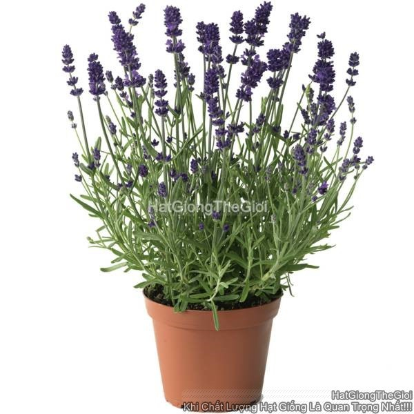 hat giong hoa oai huong lavender tg310 blue early