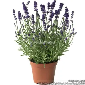 Hạt Giống Hoa Oải Hương Lavender TG310 Blue Early