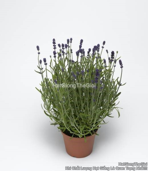 hat giong hoa oai huong lavender tg310 blue