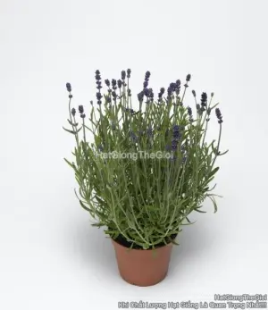 Hạt Giống Hoa Oải Hương Lavender TG310 Blue