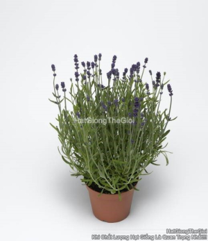 hat giong hoa oai huong lavender tg310 blue