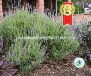 Hạt Giống Hoa Oải Hương Sai Bông Lavender French TG74