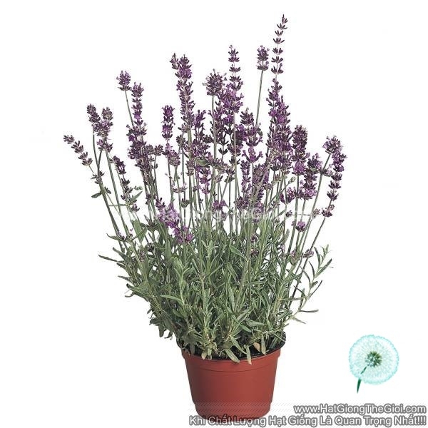 hat giong hoa oai huong lavender munstead