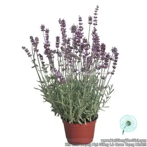 Hạt Giống Hoa Oải Hương Lavender Munstead