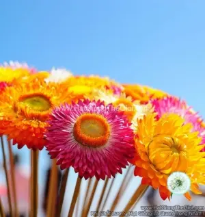 Hạt Giống Hoa Cúc Bất Tử - Mix Màu (Helichrysum)