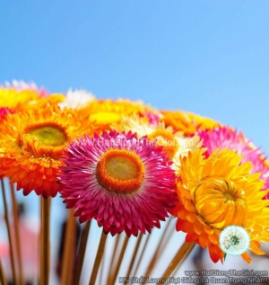 hat giong hoa cuc bat tu   mix mau  helichrysum