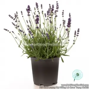 Hạt Giống Hoa Oải Hương Lavender Lùn 30cm