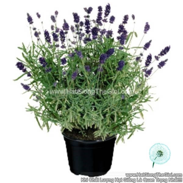 hat giong hoa oai huong lavender tg280 xanh dam