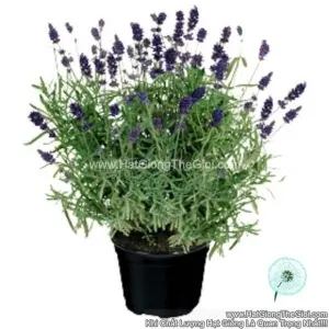 Hạt Giống Hoa Oải Hương Lavender TG280 Xanh Đậm