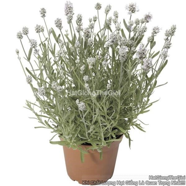 hat giong hoa oai huong lavender tg310 white