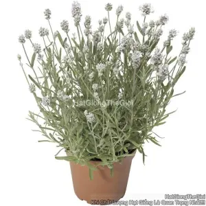 Hạt Giống Hoa Oải Hương Lavender TG310 White