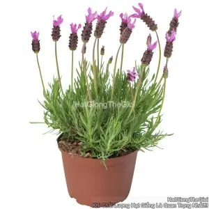 Hạt Giống Hoa Oải Hương Spanish TG312 Lilac