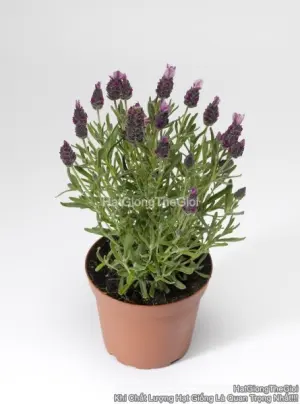 Hạt Giống Hoa Oải Hương Spanish TG312 Rose