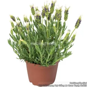 Hạt Giống Hoa Oải Hương Spanish TG312 White