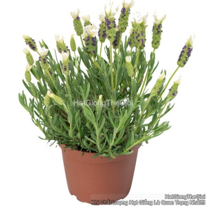 hat giong hoa oai huong spanish tg312 white