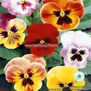 Hạt Giống Hoa Păng Xê Pansy Bông Đại Mix