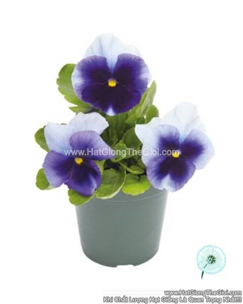 hat giong hoa pansy 7cm inspire plus beaconsfield