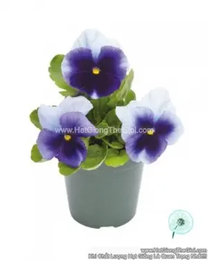 Hạt Giống Hoa Pansy 7CM INSPIRE PLUS Beaconsfield