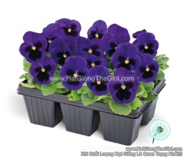 hat giong hoa pansy 7cm inspire plus blue blotch