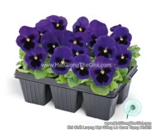 Hạt Giống Hoa Pansy 7CM INSPIRE PLUS Blue Blotch
