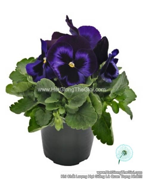 hat giong hoa pansy 7cm inspire plus blue velvet