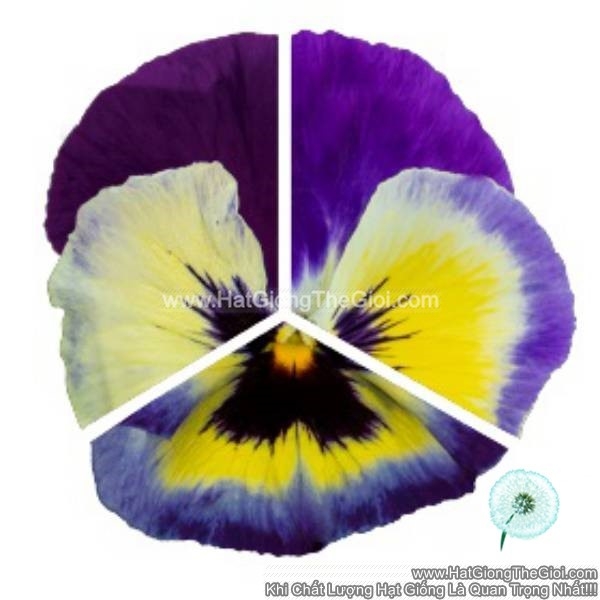 hat giong hoa pansy 7cm inspire plus blueberry lemon new