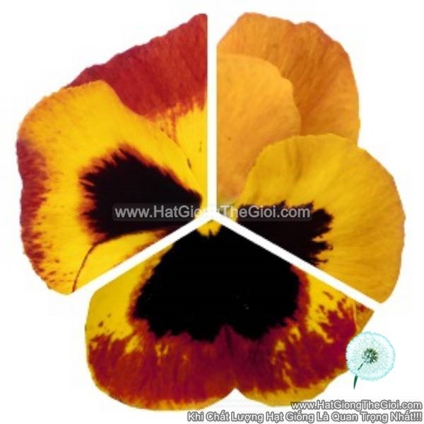 hat giong hoa pansy 7cm inspire plus fire surprise new