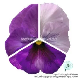 Hạt Giống Hoa Pansy 7CM INSPIRE PLUS Lavender Blotch Shades NEW