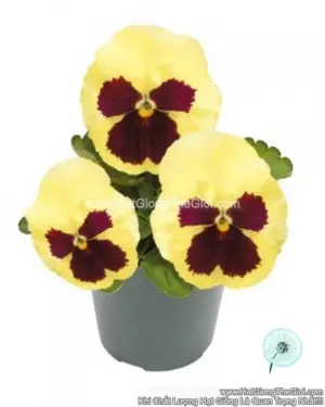 Hạt Giống Hoa Pansy 7CM INSPIRE PLUS Lemon Blotch