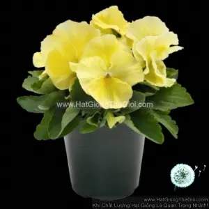 Hạt Giống Hoa Pansy 7CM INSPIRE PLUS Lemon