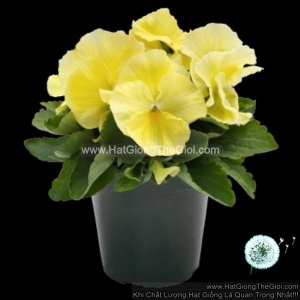 hat giong hoa pansy 7cm inspire plus lemon