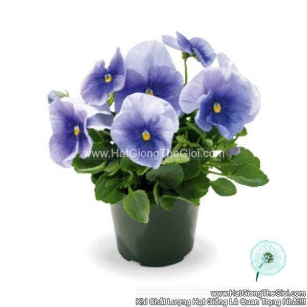 hat giong hoa pansy 7cm inspire plus light blue