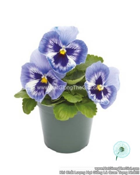 hat giong hoa pansy 7cm inspire plus marina
