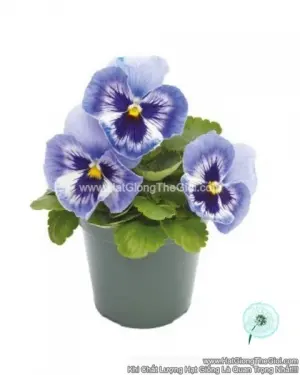 Hạt Giống Hoa Pansy 7CM INSPIRE PLUS Marina